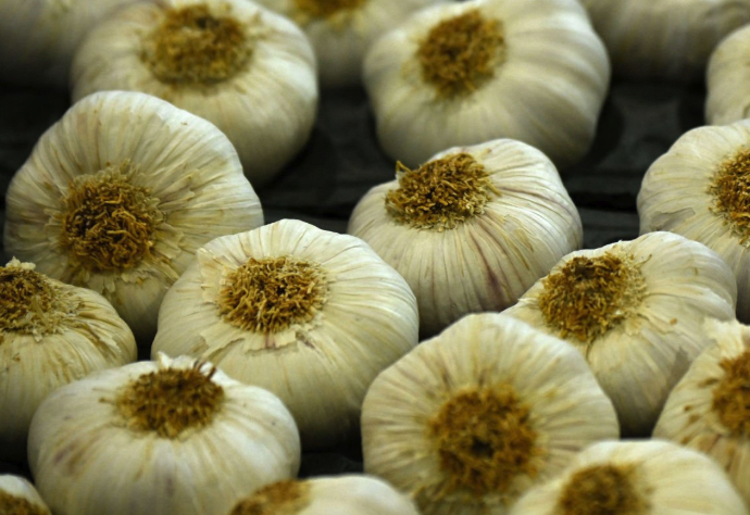 Freshly farmed garlic